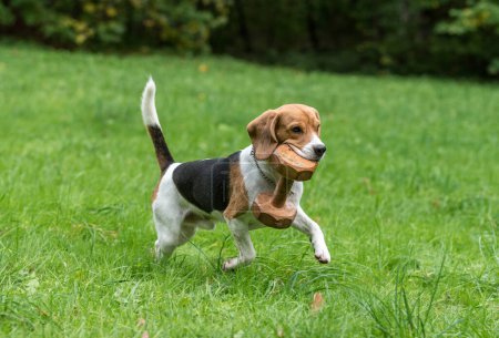 Foto de Beagle Dog Playing on the Grass With Wooden Toy. Autumn Background. - Imagen libre de derechos