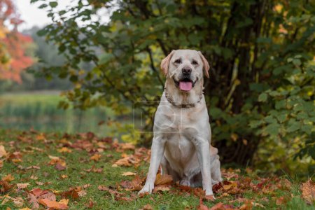 Photo for Happy Labrador Retriever Dog Sitting on the grass. Autumn Leaves in Background. - Royalty Free Image