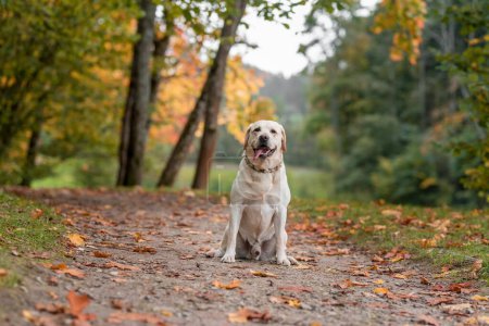 Foto de Happy Labrador Retriever Dog Sitting on the ground. Autumn Leaves in Background. Open Mouth - Imagen libre de derechos