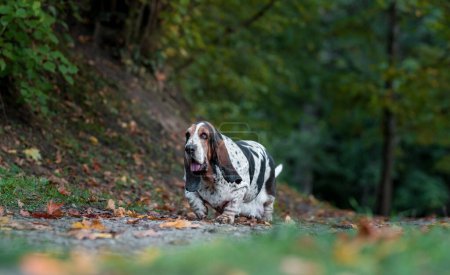 Téléchargez les photos : Chien de chasse Basset Promenades sur les feuilles d'automne. Portrait. - en image libre de droit