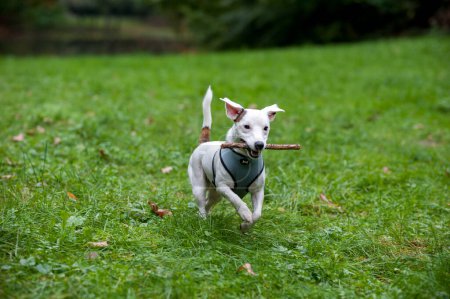 Téléchargez les photos : Joyeux chien Jack Russell Terrier courir sur l'herbe avec arbre de branche dans la bouche - en image libre de droit