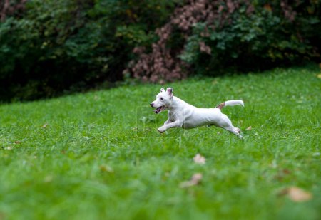 Téléchargez les photos : Heureux Jack Russell Terrier chien courir sur l'herbe - en image libre de droit