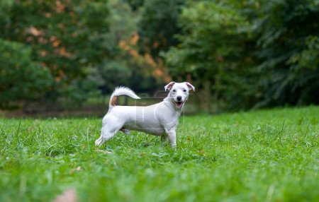 Photo for Happy Jack Russell Terrier Dog Standing on the Grass - Royalty Free Image