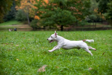 Foto de Feliz Jack Russell Terrier perro corriendo en la hierba - Imagen libre de derechos