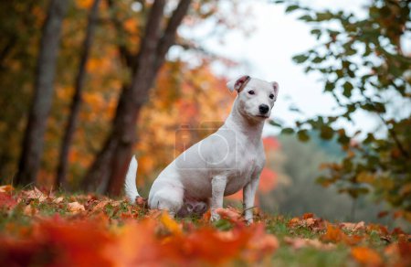 Foto de Happy Jack Russell Terrier Dog Sentado en la hierba. Hojas de otoño en segundo plano - Imagen libre de derechos