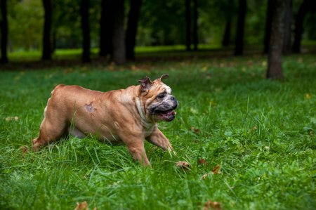 Foto de English Bulldog Dog Running on the Grass. Open Mouth - Imagen libre de derechos