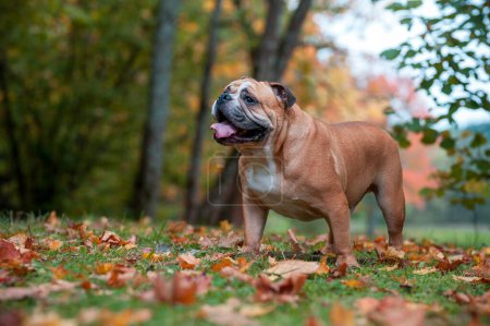 Foto de English Bulldog Dog Standing on the Grass. - Imagen libre de derechos