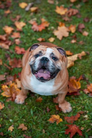 Foto de Bulldog inglés sentado en la hierba y mirando hacia arriba. Retrato - Imagen libre de derechos