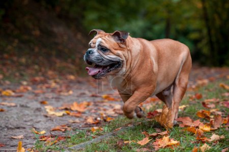 Foto de English Bulldog Dog Running on the Grass. Autumn Leaves in Background - Imagen libre de derechos