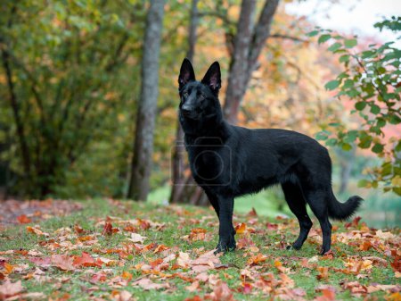 Téléchargez les photos : Black German Shepherd Dog Standing on the grass. Autumn Leaves in Background. - en image libre de droit