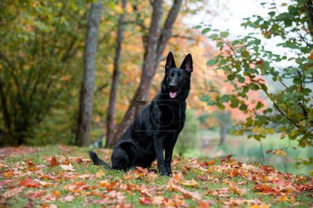 Téléchargez les photos : Black German Shepherd Dog Sitting on the grass. Autumn Leaves in Background. Open Mouth, Tongue Out. - en image libre de droit