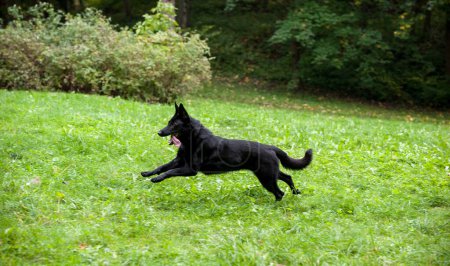 Photo for Black German Shepherd Dog Running on the grass. Open Mouth, Tongue Out - Royalty Free Image