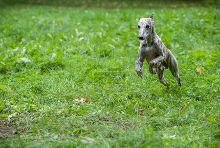 Photo for Whippet Dog Running on the Grass. - Royalty Free Image