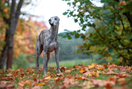 Photo for Whippet Dog Standing on the Grass. Autumn Leaves in Background - Royalty Free Image