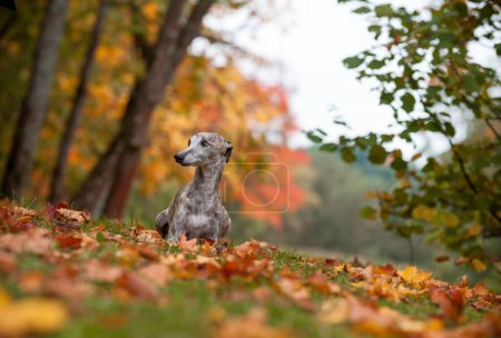 Photo for Whippet Dog Lying on the Grass. Autumn Leaves in Background - Royalty Free Image