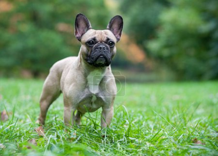 Foto de Bulldog francés en la hierba. Retrato - Imagen libre de derechos