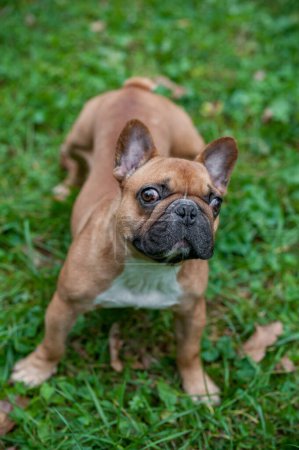 Foto de Bulldog francés de pie sobre la hierba. Retrato - Imagen libre de derechos