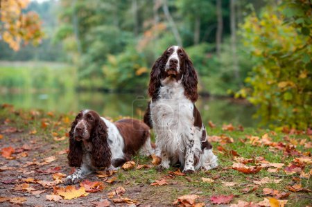Photo for Two English Springer Spaniels Sitting on the grass. Autumn Background - Royalty Free Image
