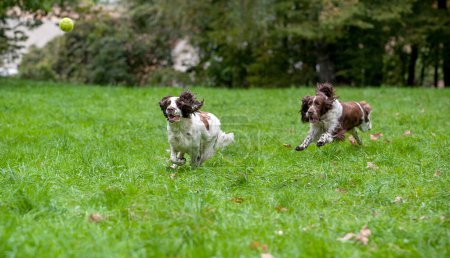 Foto de Dos perros españoles Springer ingleses corriendo y jugando en la hierba. Jugar con pelota de tenis. - Imagen libre de derechos