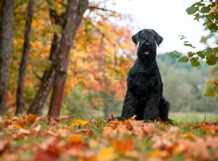 Photo for The Giant Schnauzer breed dog Sitting on the grass. Also known as Riesenschnauzer. Autumn Background - Royalty Free Image