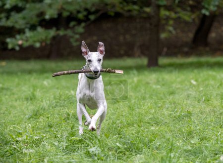 Photo for Whippet Breed Dog Running on the Grass. Branch in Mouth - Royalty Free Image