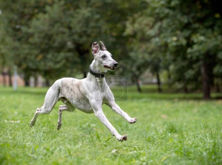 Photo for Whippet Breed Dog Running on the Grass. - Royalty Free Image