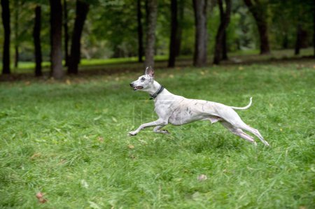 Photo for Whippet Breed Dog Running on the Grass. - Royalty Free Image