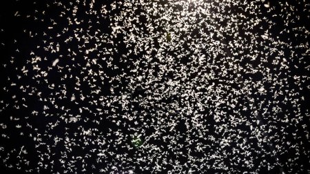Téléchargez les photos : Mayfly Insect in the Night Sky. Réverbère et beaucoup d'éphémères - en image libre de droit