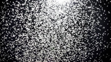 Téléchargez les photos : Mayfly Insect in the Night Sky. Réverbère et beaucoup d'éphémères - en image libre de droit