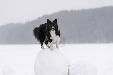 Téléchargez les photos : Border Collie Dog Standing on Snow Ball - en image libre de droit