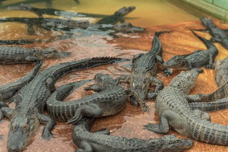 Foto de Aligators in Everglades Alligator Farm. Florida. USA - Imagen libre de derechos