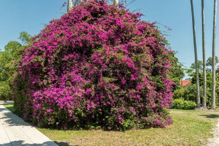 Téléchargez les photos : Colorful Violet Magenta Color tree in Edison and Ford Winter Estates, Fort Myers, Floride. États-Unis - en image libre de droit