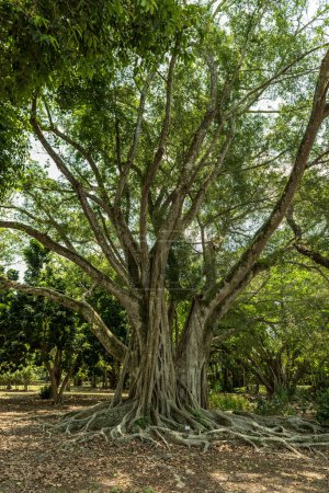 Téléchargez les photos : Edison and Ford Winter Estates Park Tree. Fort Myers, Florida. USA - en image libre de droit