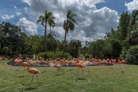 Foto de Flamingo en Tampa. Florida. Estados Unidos - Imagen libre de derechos