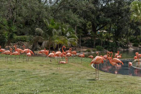 Photo for Flamingo in Tampa. Florida. USA - Royalty Free Image
