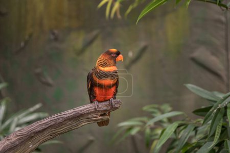 Photo for Colorful Parrot in Tampa. Florida. - Royalty Free Image