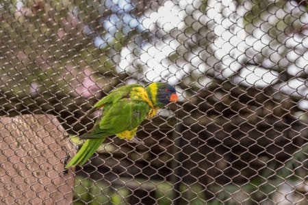 Téléchargez les photos : Parrot on Fence in Tampa Bay Park. Florida. USA - en image libre de droit