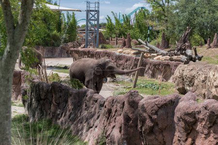 Téléchargez les photos : Elephant in Tampa Busch Gardens Zoo Park. En Floride. États-Unis - en image libre de droit