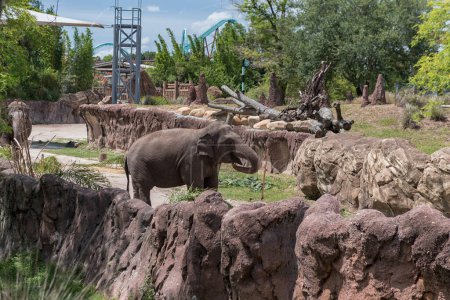Téléchargez les photos : Elephant in Tampa Busch Gardens Zoo Park. Florida. USA - en image libre de droit