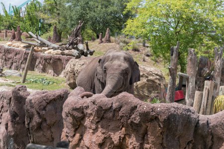 Téléchargez les photos : Elephant in Tampa Busch Gardens Zoo Park. En Floride. États-Unis - en image libre de droit