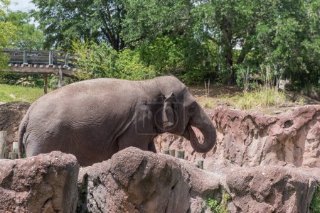 Photo for Elephant in Tampa Busch Gardens Zoo Park. Florida. USA - Royalty Free Image