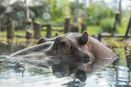 Foto de Hippopotamus in Tampa Bay Busch Gardens Park. Florida. USA - Imagen libre de derechos