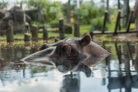 Photo for Hippopotamus in Tampa Bay Busch Gardens Park. Florida. USA - Royalty Free Image