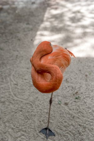 Foto de Flamingo en Tampa Park. Florida. Estados Unidos - Imagen libre de derechos