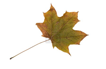 Photo for Autumn Leaf. Isolated on white background. - Royalty Free Image