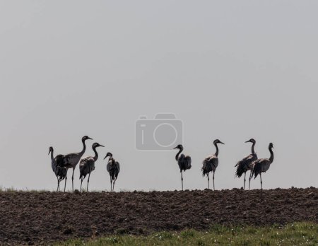 Photo for Group of Common Crane birds in the field. Lithuania. Sunny Bright Spring Day - Royalty Free Image