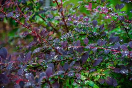Foto de Gotas de lluvia y agua en Berberis vulgaris. Barberry, barberry europeo o simplemente barberry - Imagen libre de derechos
