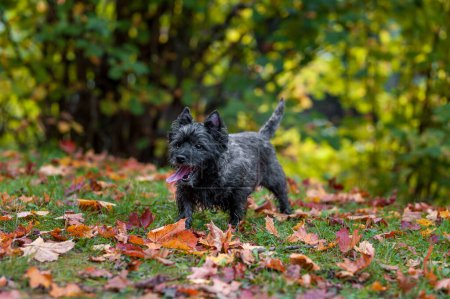 Téléchargez les photos : Cairn Terrier Chien sur l'herbe. Feuilles d'automne en arrière-plan. Bouche ouverte - en image libre de droit