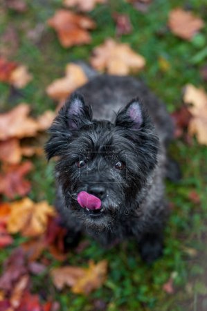 Téléchargez les photos : Cairn Terrier Dog on the grass. Autumn Leaves in Background. Open Mouth. Portrait. - en image libre de droit