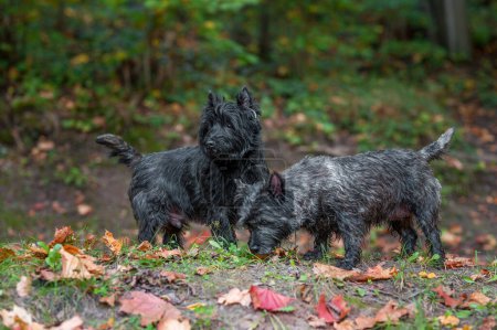 Photo for Cairn Terriers Dogs Couple on the grass. Autumn Leaves in Background. Portrait. - Royalty Free Image